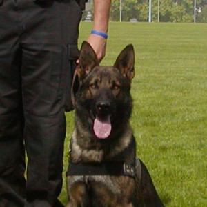 Post image for Arko