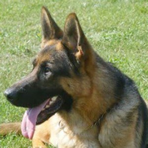 Post image for Oskar