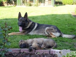Bo with puppy Bo with puppy