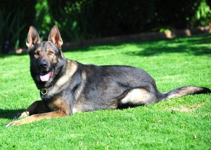 Bax laying down 188 Bax laying down 188