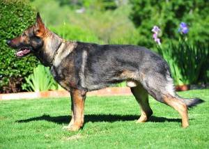 Bax standing 189 Bax standing 189