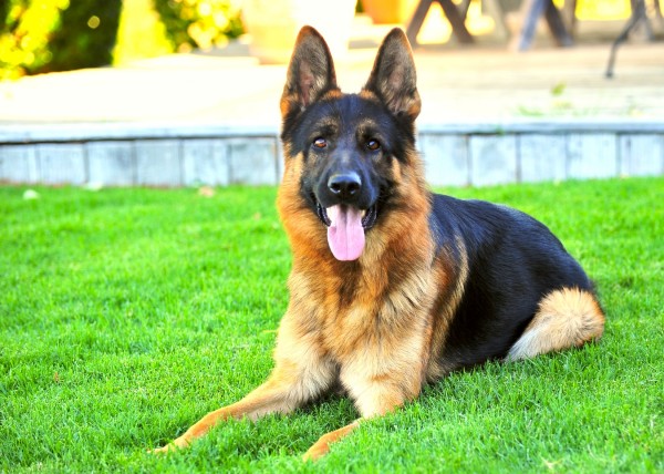 Post image for Valko