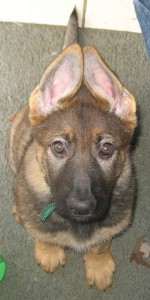 Puppy German Shepherd Puppy