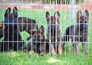 Puppies