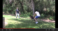 German Shepherd Watchdog Video